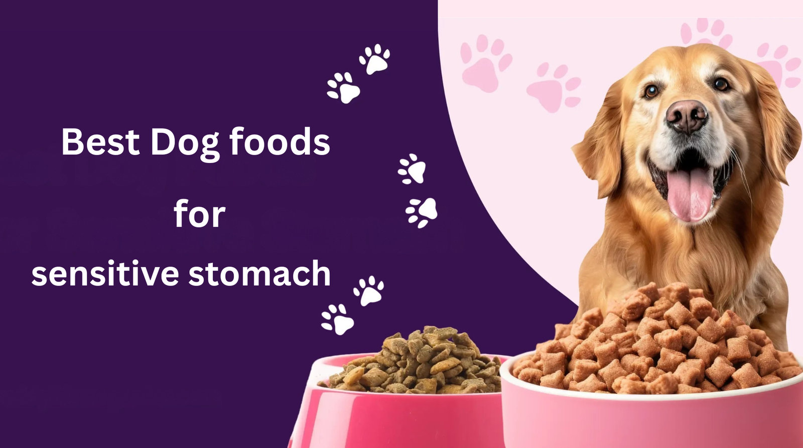 Best dog foods for sensitive stomach (1)