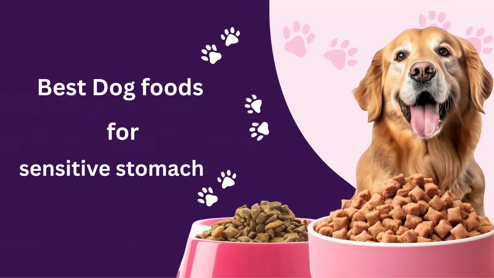 How to Choose the Best Dog Food for Sensitive Stomachs: 2026 Guide